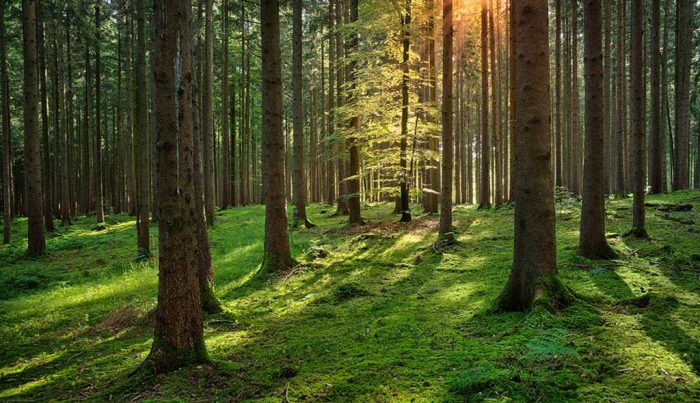 Seguir subsidiando las plantaciones forestales… ¿hasta cuándo?
