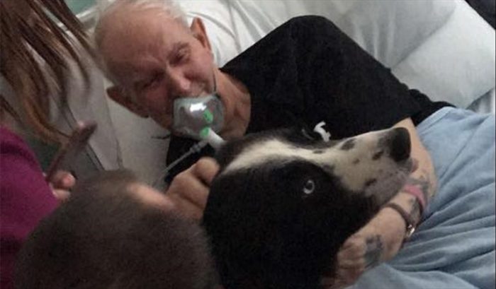 [VIDEO] Conmovedor gesto de hospital escocés: permite a un perro despedirse de su amo horas antes de morir