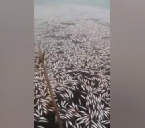 [VIDEO] Pescadores de Dichato encuentran cerca de 70 toneladas de merluzas muertas