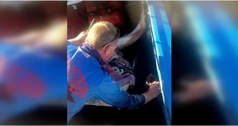 [VIDEO] Pescador realizó improvisada cesárea a tiburón hembra muerta y liberó crías al mar