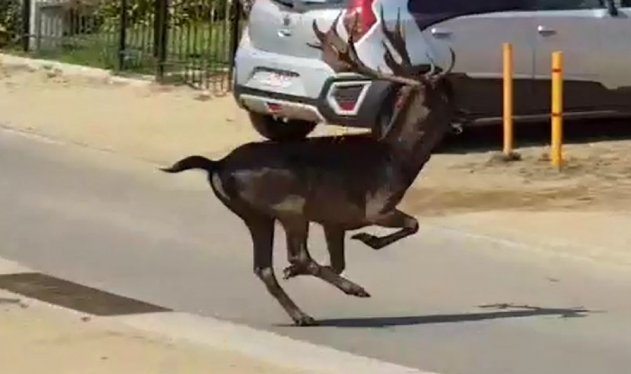 [VIDEO] Encuentran a venado que andaba suelto por las calles de Santo Domingo
