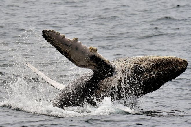La sorprendente explosión de natalidad de las ballenas jorobadas que estaban a punto de extinguirse en la Antártica