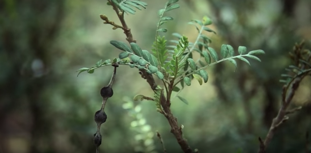 Buscan revertir extinción de árbol sagrado Rapa Nui reconstruyendo su huella genética