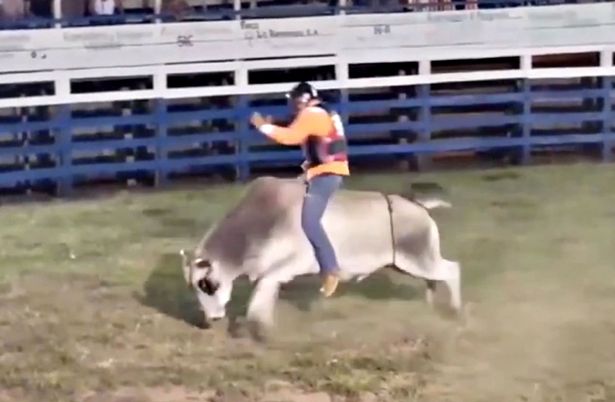 Hombre murió tras ser aplastado por un toro que lo tuvo «como muñeca de trapo» en un rodeo