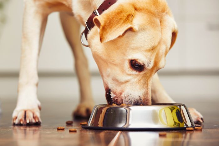 Snacks saludables y alimentos funcionales: las nuevas tendencias en alimentación de mascotas