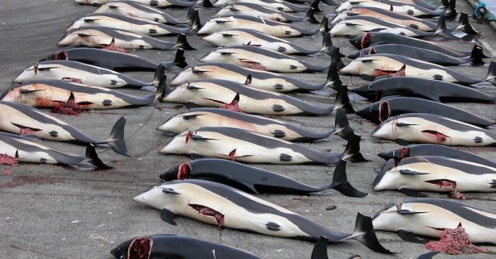 ¿En nombre de la ciencia? Japón justifica caza de ballenas preñadas para «investigación científica»