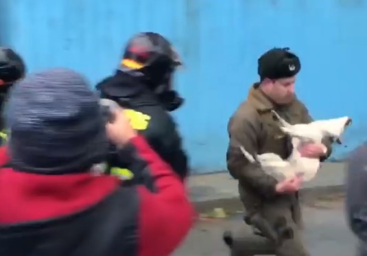 ¡Héroes! Equipos de emergencia rescatan y reaniman a perrito tras incendio en Punta Arenas