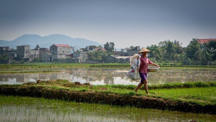 El revolucionario método para cultivar alimentos sin necesidad de usar fertilizantes