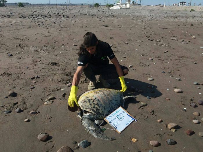 Conmoción en Arica por hallazgo de tortugas marinas decapitadas
