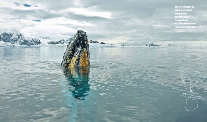 Inhóspita, fría y salvaje: las impresionantes imágenes del nuevo atlas visual de la Antártica de Chile