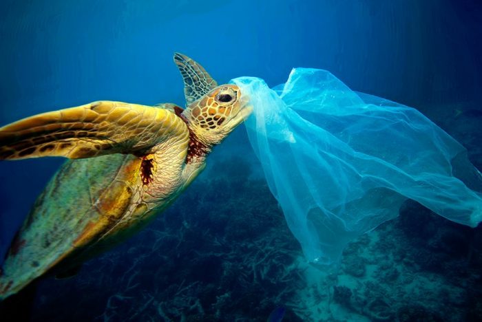 Día del Medio Ambiente: más allá del plástico