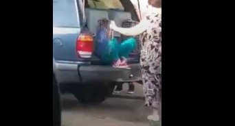 Indignante: mujer trasladaba a niños en jaulas para perros