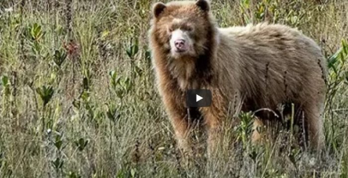 Captan por primera vez un oso dorado en Perú