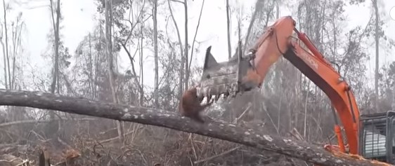Orangután lucha contra retroexcavadora que destruía su hábitat