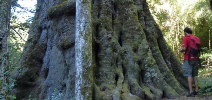No nos olvidemos de los gigantes: árboles monumentales y patrimonio natural de Chile