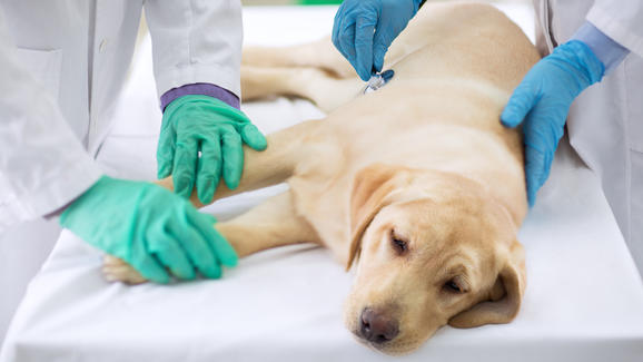 Influenza canina: Colegio Médico Veterinario desmiente posible pandemia y explica las posibilidades reales de contagio a los humanos