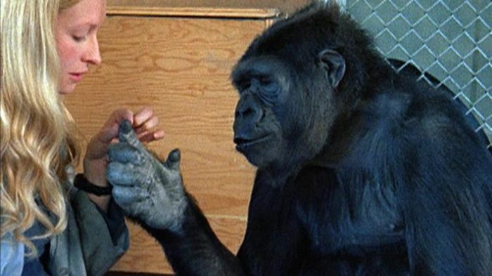 Koko: la pariente evolutiva que recuerda lo poco «humano» que somos los humanos