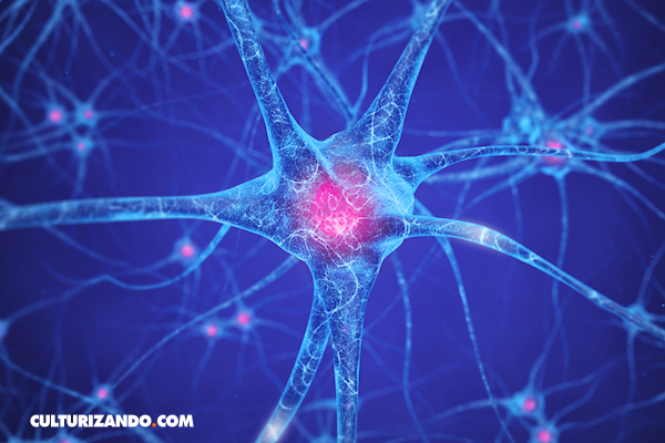 Científicos identifican una proteína que regula formación de las neuronas de la memoria