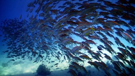 Chile y el acuerdo sobre biodiversidad marina en alta mar: ambición global, deuda local