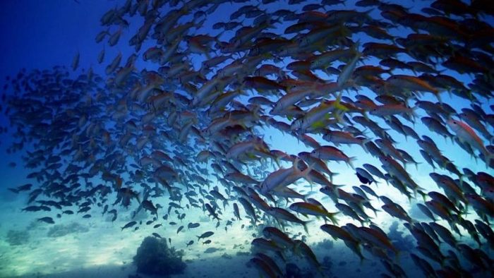 Encuesta de centro científico vincula bienestar ciudadano y la salud del océano