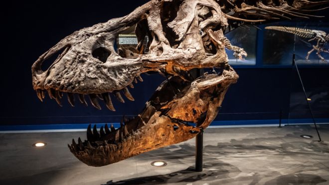 Descubrimiento en Argentina revela nuevas teorías sobre el crecimiento de dinosaurios gigantes