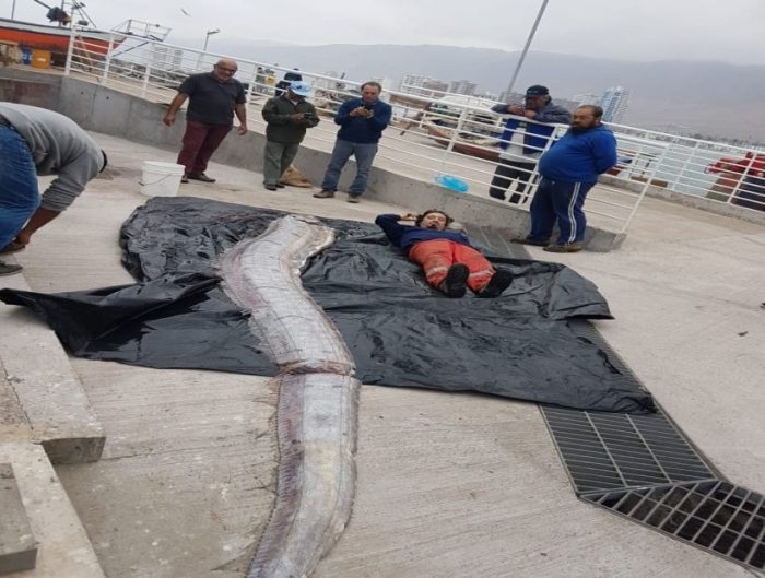 Iquique: Pescadores artesanales encuentran pez Remo de cinco metros