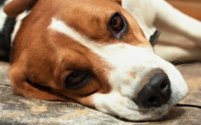 Patas arqueadas y somnolencia son manifestaciones de carencia de vitaminas en perros