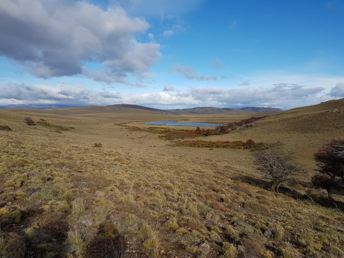 Reconocida familia plantará árboles en la Patagonia para combatir el impacto del cambio climático