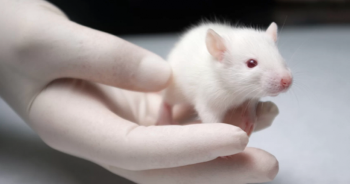 Histórico avance en derecho animal: Chile prohíbe la experimentación en animales para cosméticos