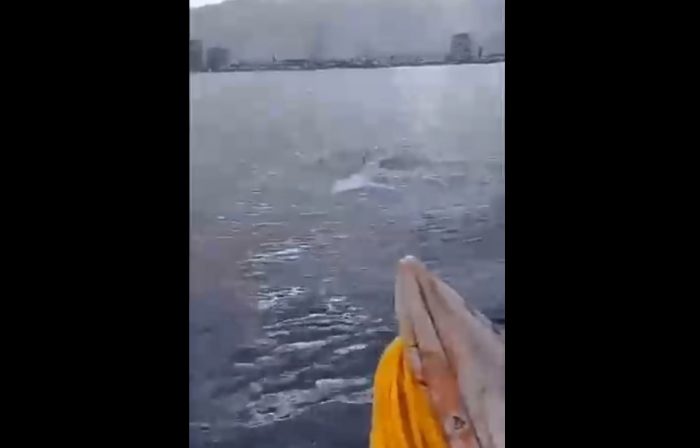 Iquique: Pescadores logran grabar espectacular avistamiento de delfines