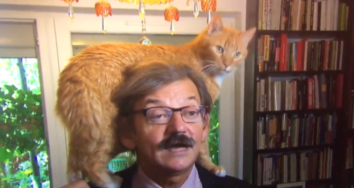 Sólo quería atención: gato interrumpe entrevista en vivo de connotado historiador