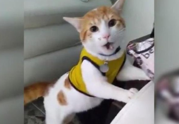 El gato hincha de Colombia que se hace viral en redes sociales