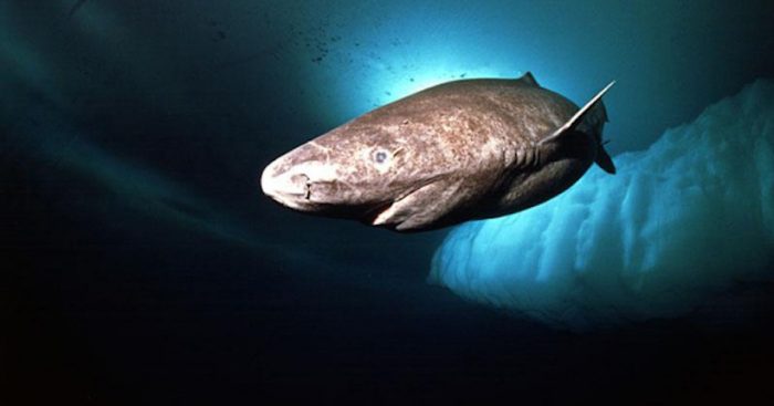 Descubren que peces evolucionan más rápido en aguas polares que en el trópico