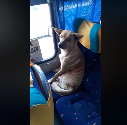 Perrito pasajero da el ejemplo de cómo comportarse arriba de un microbús