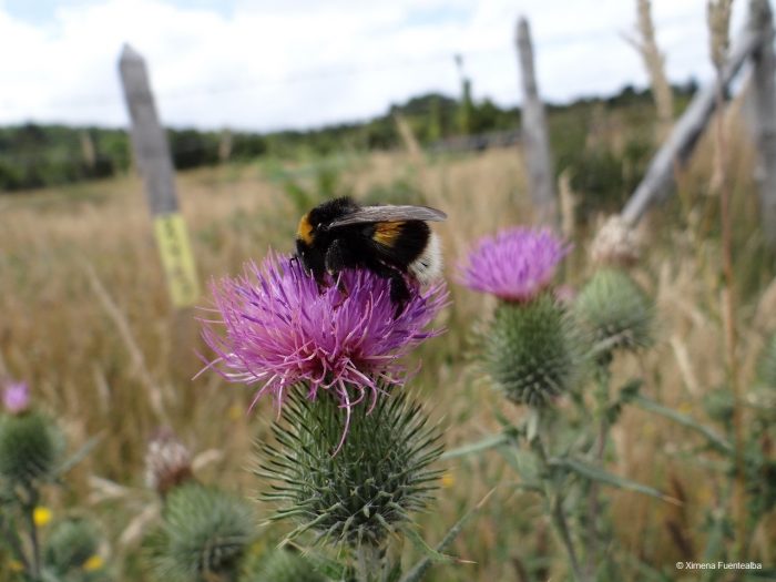 Científicos llaman a prohibir la importación del abejorro europeo en Chile
