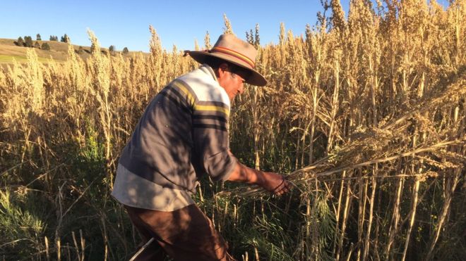 El «superalimento» que está cambiando la vida de los agricultores en Perú