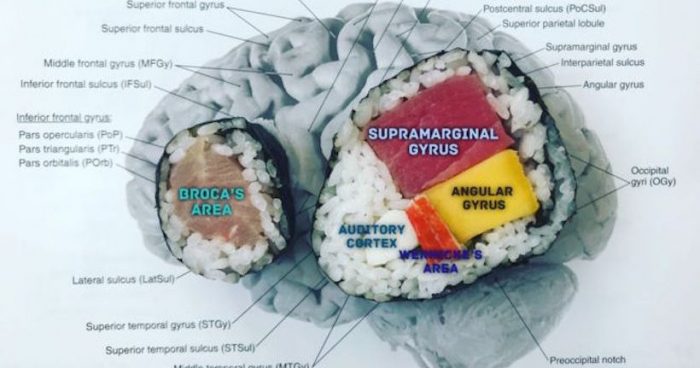 La científica que usa sushi para explicar el funcionamiento del cerebro