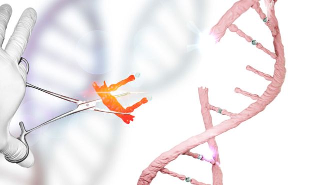 Cómo CRISPR, las «tijeras genéticas» que prometen revolucionar la medicina, fueron halladas por pura casualidad