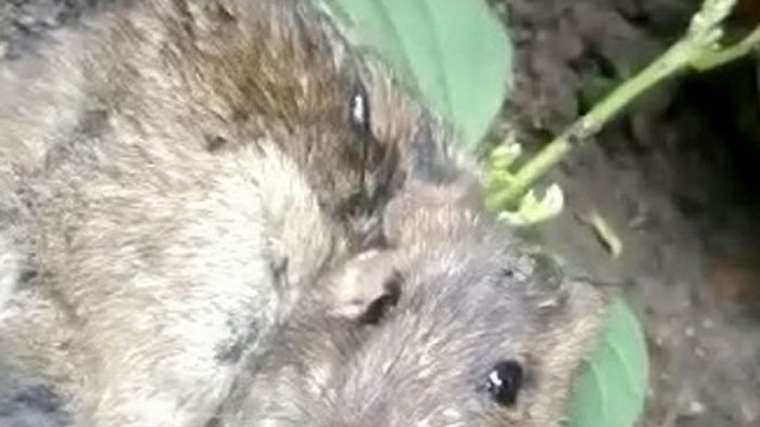 Singular hallazgo en la India: encuentran a roedor al que le crecía una planta en la espalda