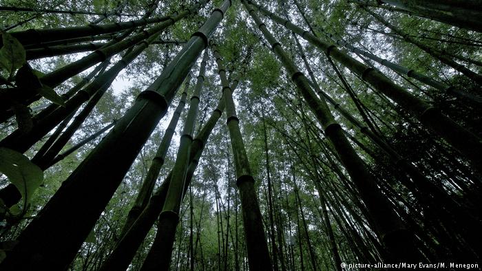 Llamado de auxilio desde el bosque: los pulmones verdes de la Tierra desaparecen