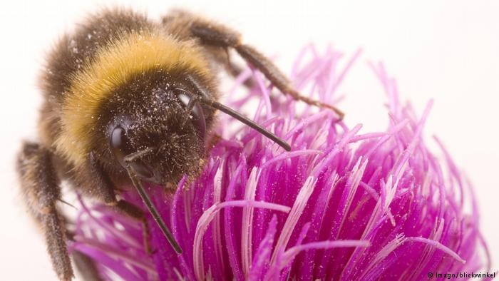 Nuevo insecticida también perjudica a las abejas