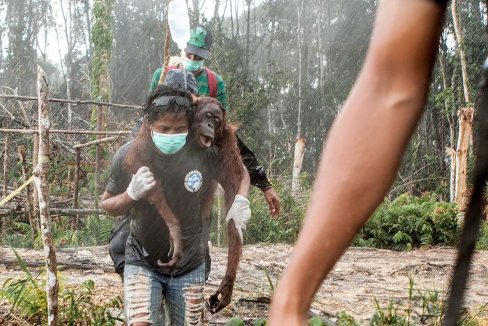 Día Mundial de Orangután: sin árboles para sobrevivir