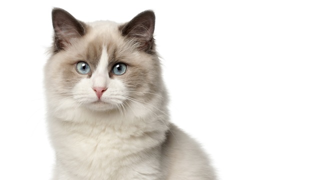 Un 40% de los gatos domésticos son obesos: ¿cómo velar por una adecuada alimentación?