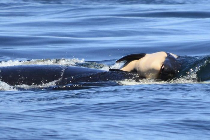 El duelo de una orca que conmueve al mundo