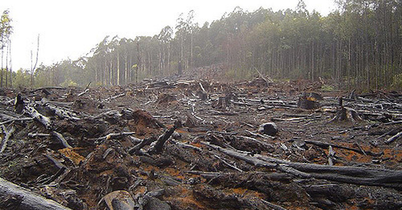 Paleontólogo afirma que la pérdida de biodiversidad podría precipitar la extinción humana