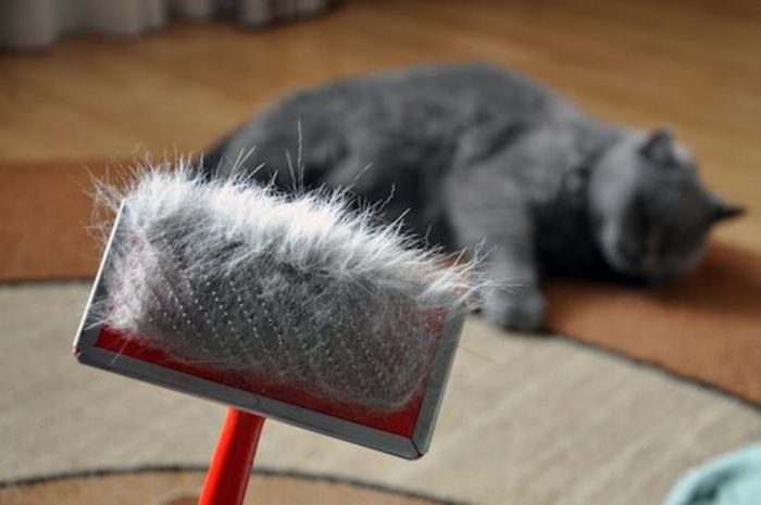 ¿Qué hacer para evitar que los pelos de tu gato estén por todos lados?