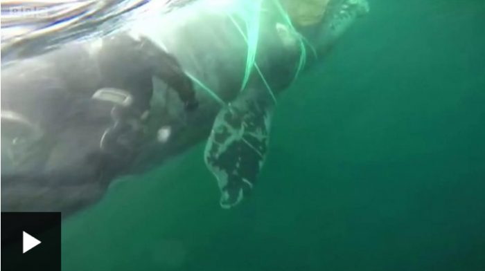 Chile: cómo lograron liberar a una ballena atrapada por una red de pesca