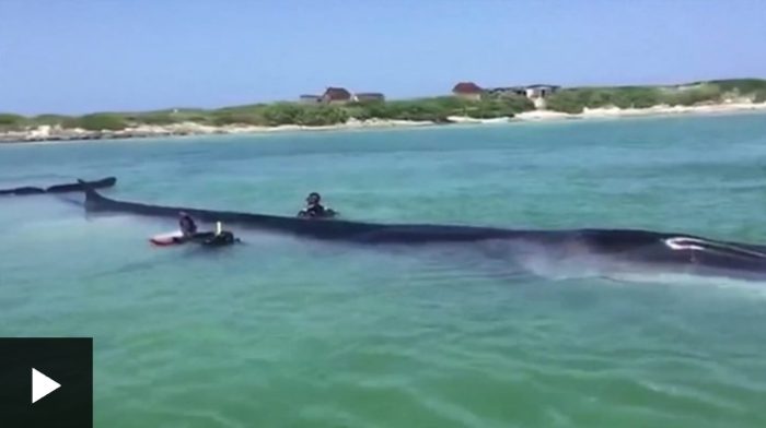 México: la espectacular ballena de 18 metros rescatada en una playa de Isla Contoy