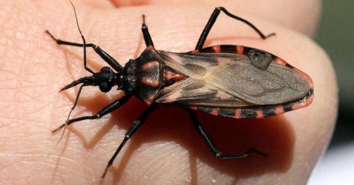 Ensayo clínico chileno evaluará nuevo fármaco contra enfermedad de Chagas
