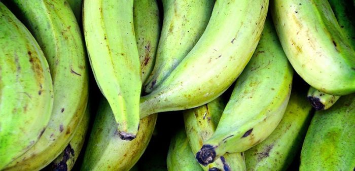 Elaboran alimento contra la diabetes basado de plátano verde